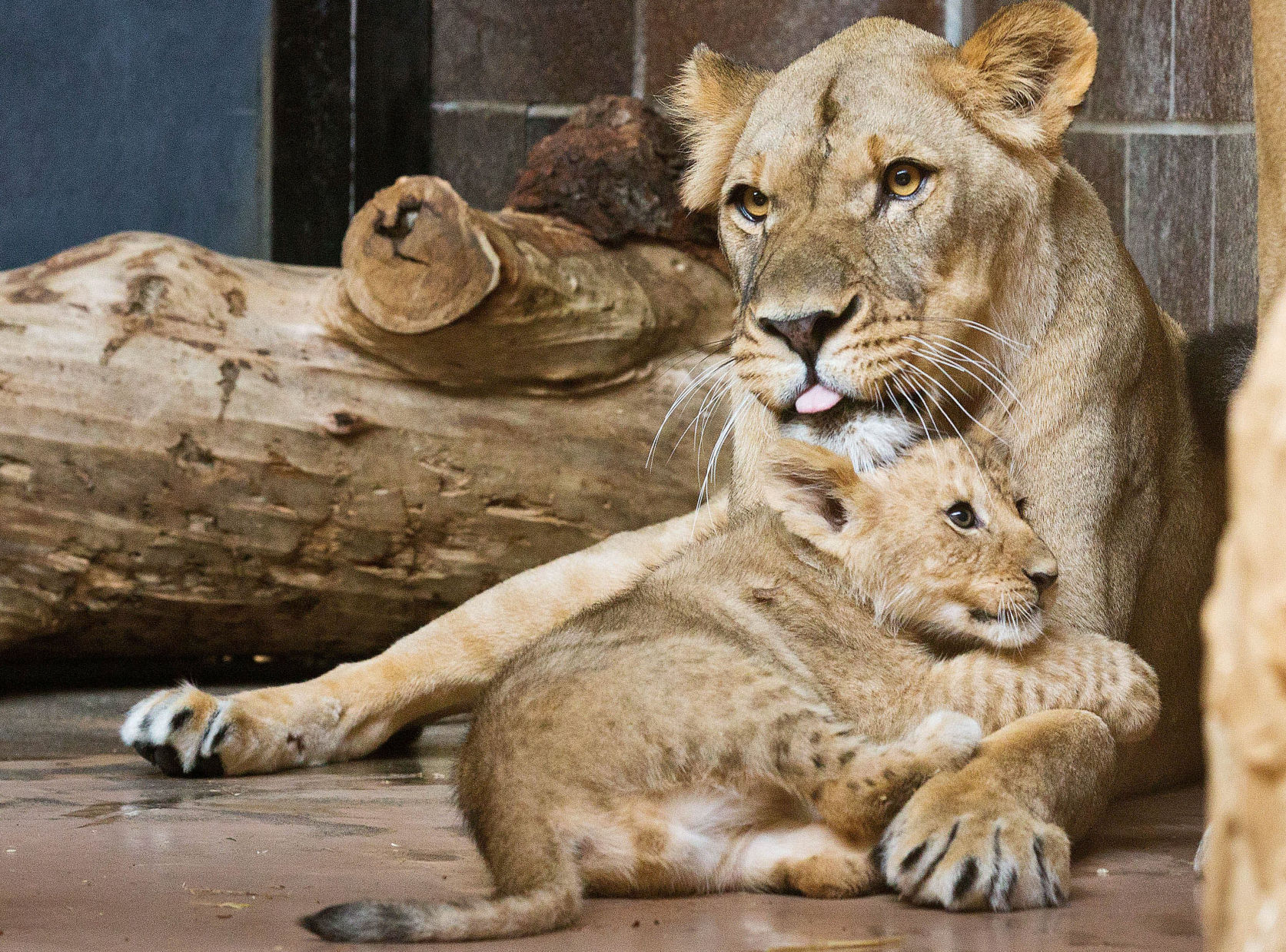 zoo babies